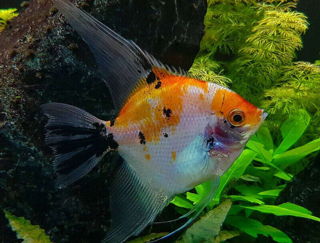 KOI ANGELFISH SPECIAL in Fish for Rehoming in North Bay - Image 3