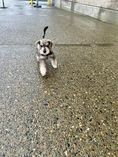 Schnauzer , View more