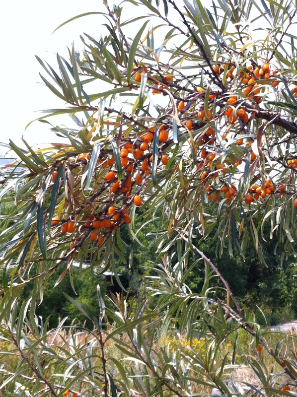 OffGrid Food Farm are you ready Land for Sale Vernon Kijiji