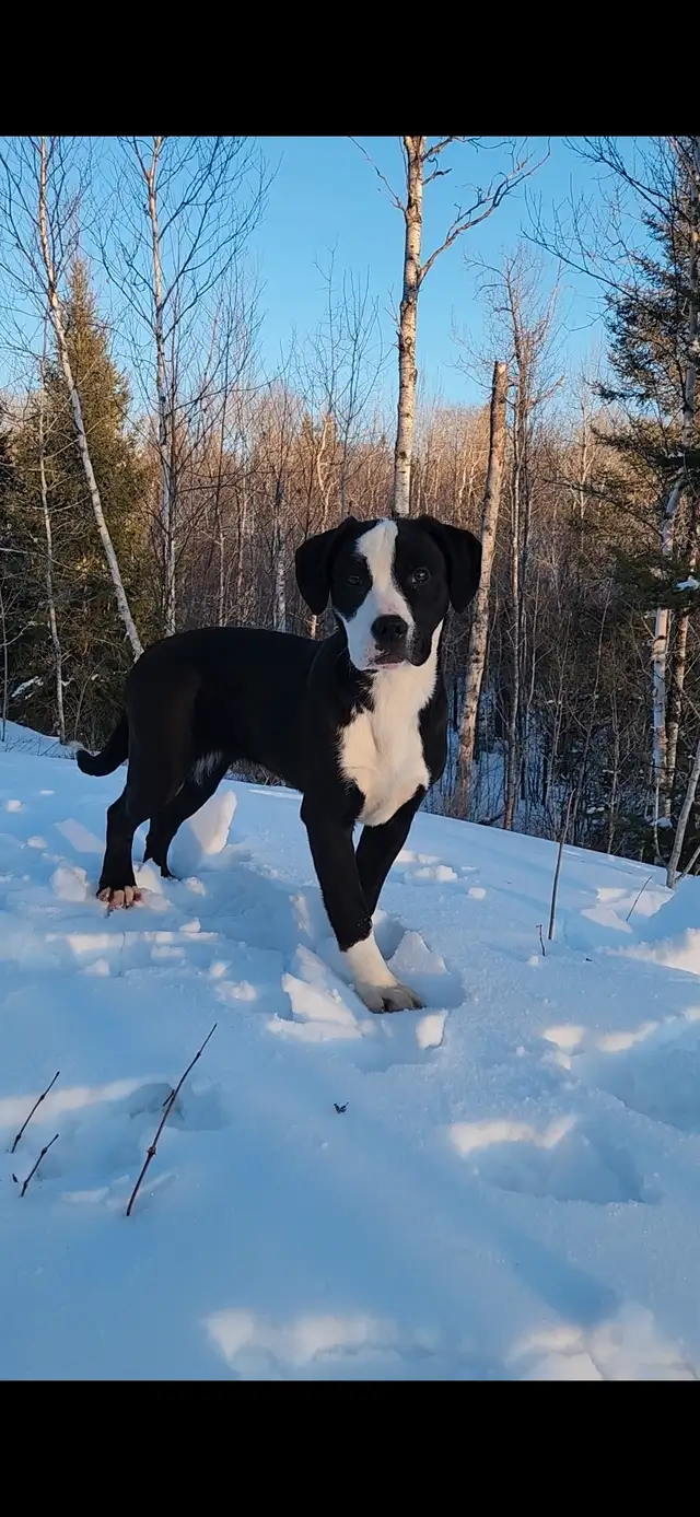 Puppies ready to go to forever homes in Dogs & Puppies for Rehoming in Sudbury - Image 8