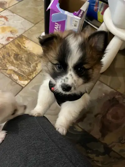 Pomeranian mix pomchi puppies, View more