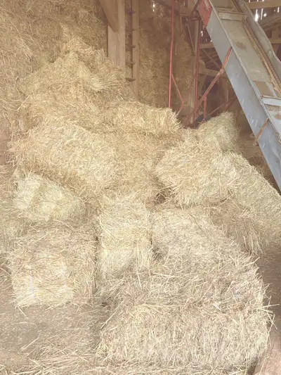 straw organic , View more