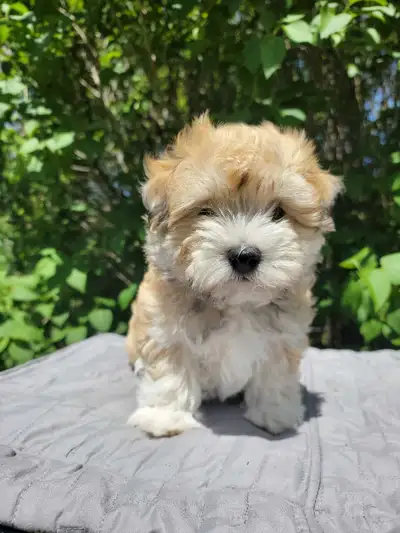 CKC Male Havanese Puppies, View more