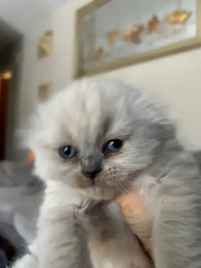 Have one female kitten. Purebred Sckottish fold. She eats any kind of food and cat litter trained. F...