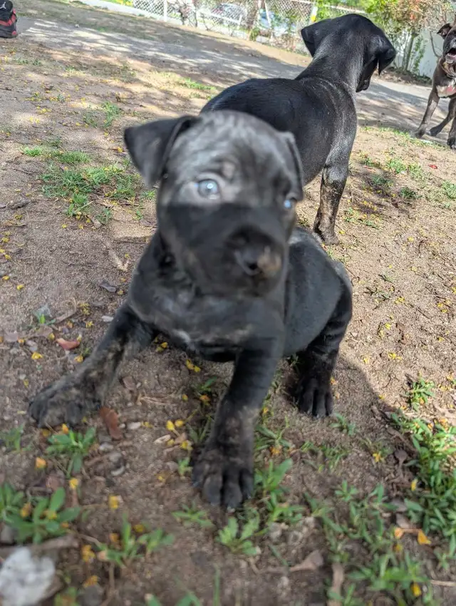 King Corso puppies in Dogs & Puppies for Rehoming in Ottawa - Image 8