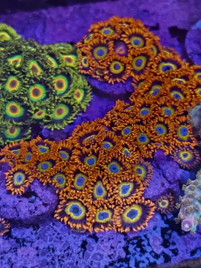Blue eye blondie zoas, View more
