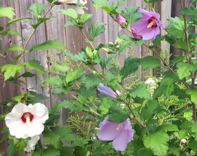 ROSE OF SHARON,  PRICKLY PEAR CACTUS, AVOCADO in Plants, Fertilizer & Soil in St. Catharines