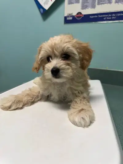 ready for rehoming puppies 2months old, View more