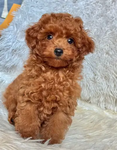 Toy Poodle Puppies – Ready to Go!, View more