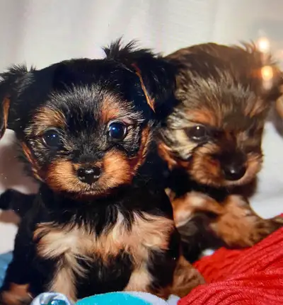 Yorkie puppies available May 5, 2025 Vaccinated, health check and dewormed Nb Lic # 1127