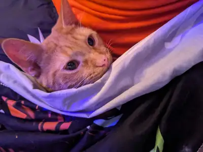 Orange female kitten for sale, View more