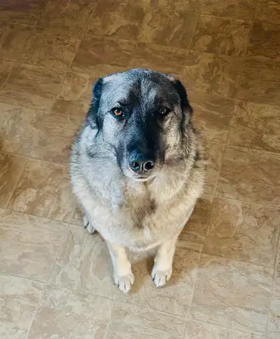 Rehoming 2.5-Year-Old Norwegian Elkhound – Loving Family Dog, View more