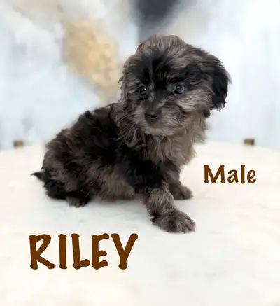 Pomapoo Puppies!, View more