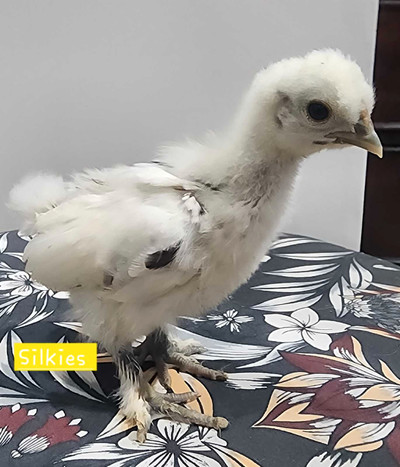 Silkie chicks 