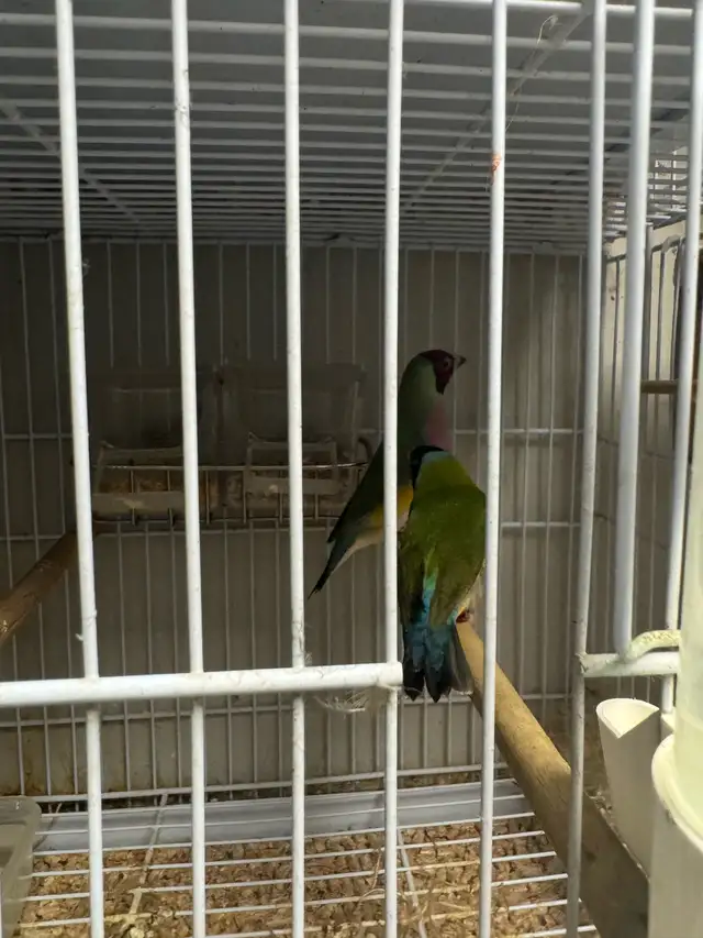 Gouldian finche  in Other in City of Toronto - Image 3