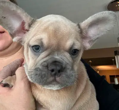 Beautiful male frenchie puppy can for sale 11 weeks old CKC registered Vet checked One month pet ins...