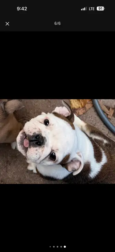 ONLY ONE left English Bulldog Pups Ready Full of Love, View more