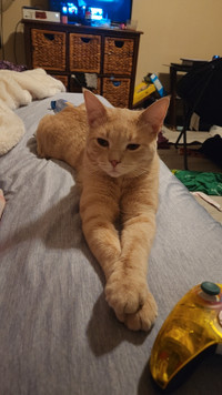 Free Peachy 1yr old male cat