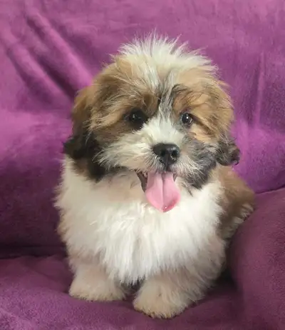Shih-tzu x Havanese puppies for sale, View more