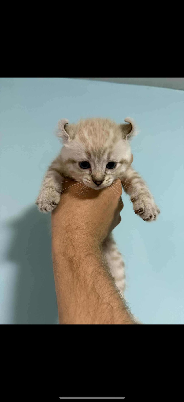 HIGHLAND LYNX MAJESTUEUX  SNOW PUR RACE dans Chats et chatons à adopter  à Ville de Montréal - Image 3