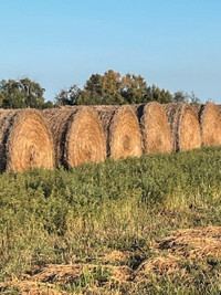 Reasonable Priced "HAY" with delivery to Calgary area
