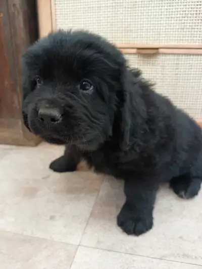 ALMOST READY TO GO Gorgeous Newfoundland Puppies, View more