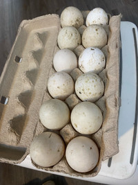 Pekin duck hatching eggs