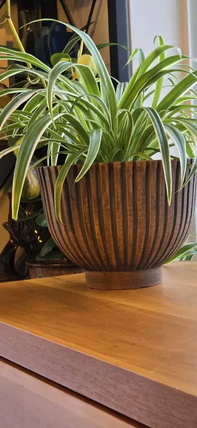 Vintage Heavy Plastic Planter with Spider Plant, View more