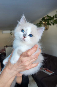 Meet Logan - a gorgeous purebred ragdoll kitten