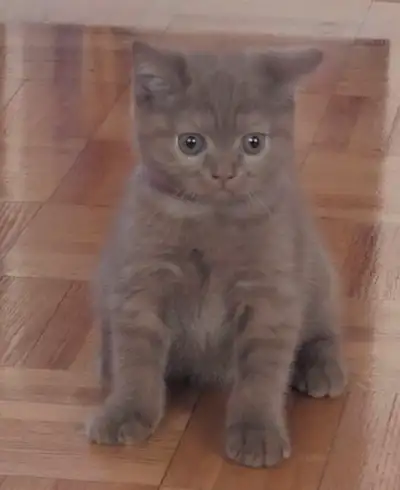 ❤️Purebred British Shorthair Cinnamon, View more