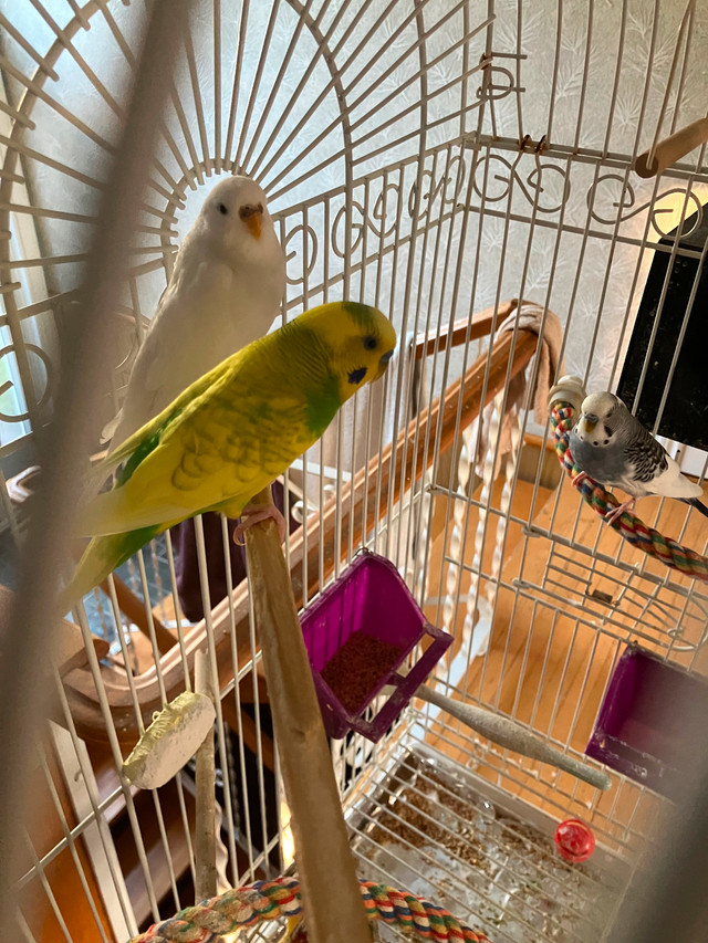 4 perruches à vendre dans Oiseaux à adopter  à Granby - Image 3