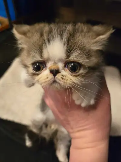 Exotic shorthair munchkin(standard) kitten, View more
