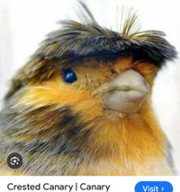ISO/wanted Crested Canary or 2. Quiet loving home. 