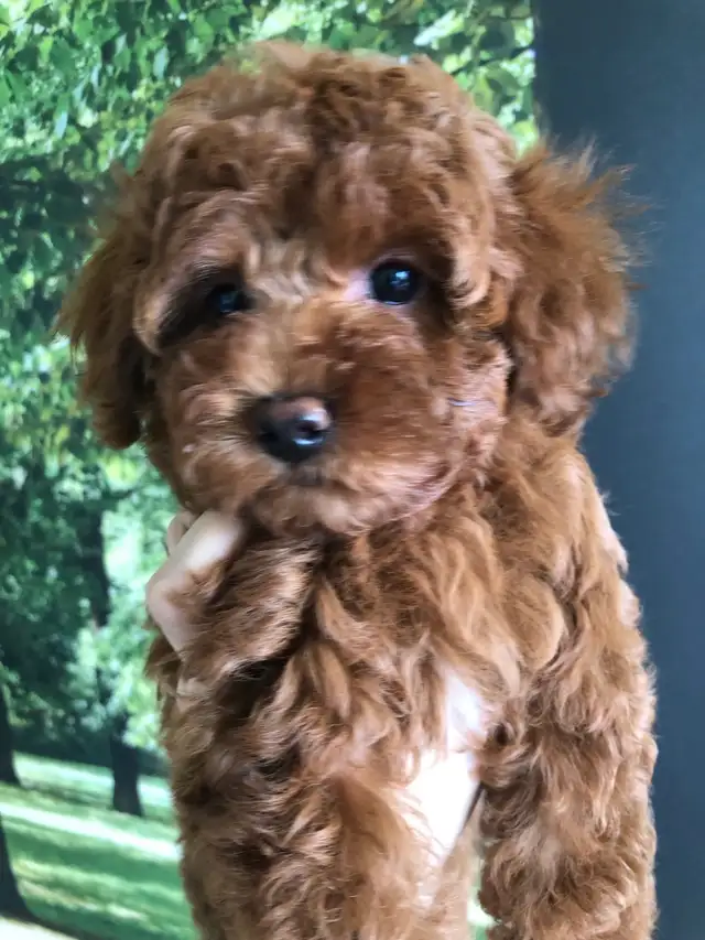 Pure Toy poodle, trained,fully vaccinated,health guarantee. in Dogs & Puppies for Rehoming in City of Toronto - Image 7