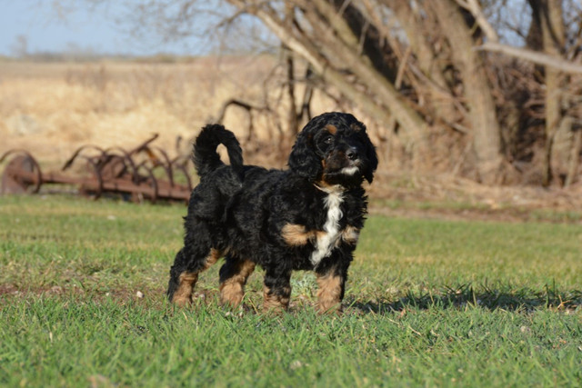 Bernedoodle Puppies in Dogs & Puppies for Rehoming in Portage la Prairie