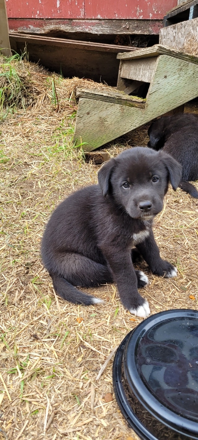 Elkhound/Black Lab mix Puppies Dogs & Puppies for Rehoming