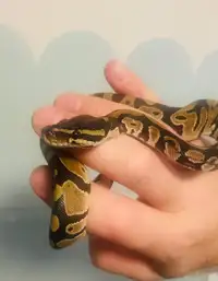Awesome young and friendly Ball Python with enclosure! 