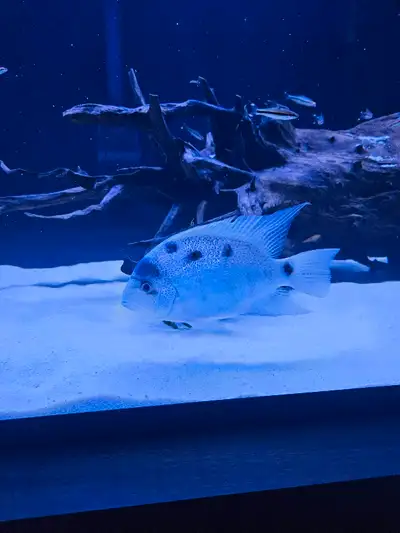 Vieja Argentea Cichlid , View more