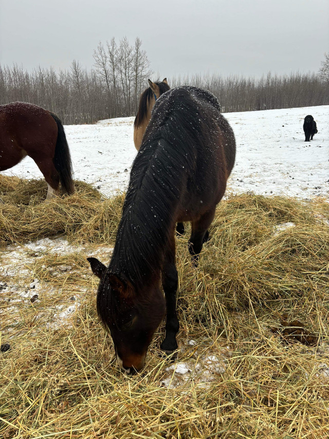 Papered Thoroughbred Gelding in Horses & Ponies for Rehoming in La Ronge - Image 3