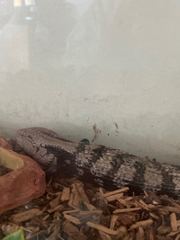 Adult male Blue Tongue skink (tank included)