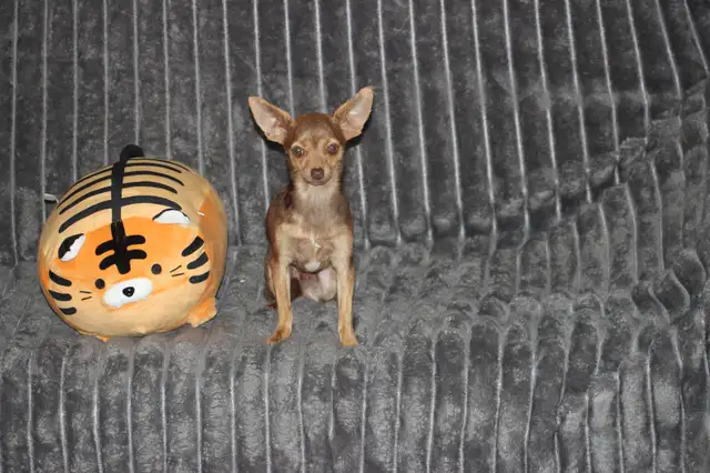Chihuahua❤️Mâle mini❤️Protection100%.GarantieTop Qualité★★★ in Dogs & Puppies for Rehoming in Laval / North Shore - Image 7