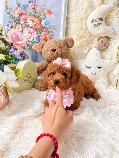 Toy/Mini size Teddy bear poodle puppies ~ one boy and ome girl, View more