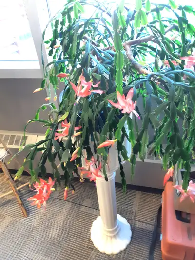 Christmas Cactus in Pedestal Stand, View more