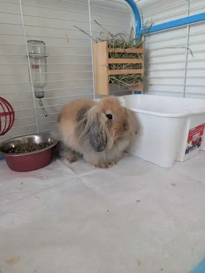 Two lion head rabbits they are a pair rehoming as we no longer have the room for them. Cadge and eve...