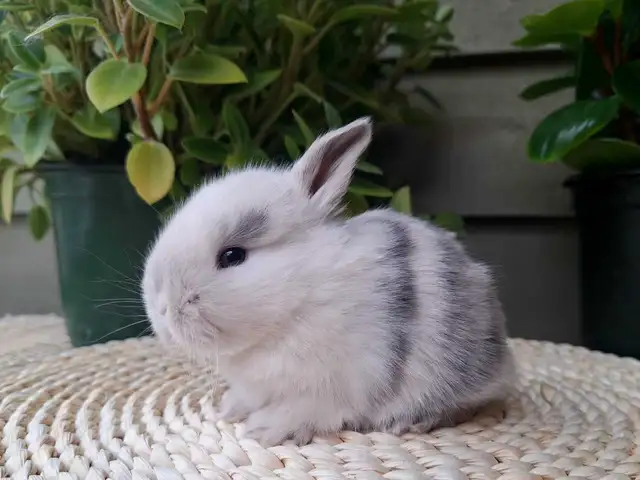 Holland Lop Rabbitry (nettle.blossom.burrows) in Small Animals for Rehoming in Delta/Surrey/Langley - Image 4