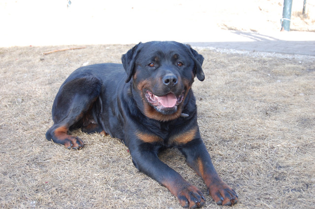 rottweiler puppies in Dogs & Puppies for Rehoming in Edmonton - Image 4