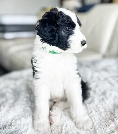 HEALTH TESTED MEDIUM SIZE SHEEPADOODLE experienced breeder, View more