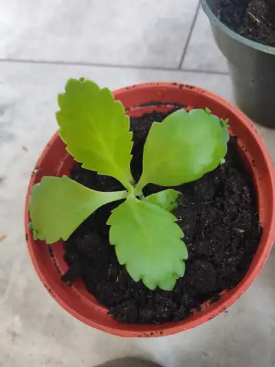 Mother of thousands in 4 inch pot , View more