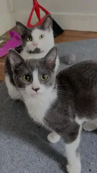 2 loveable kittens for sale