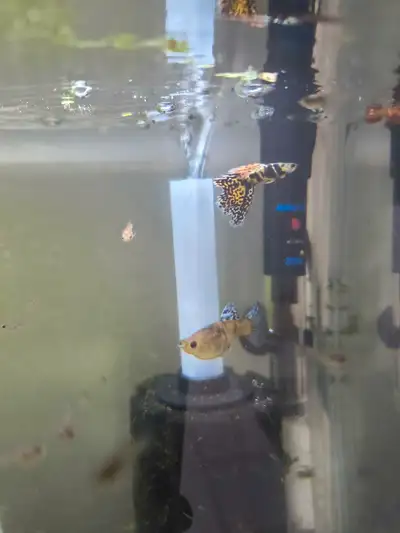 Beautiful and Healthy Purchase more charge less for each. Kept Species specific.